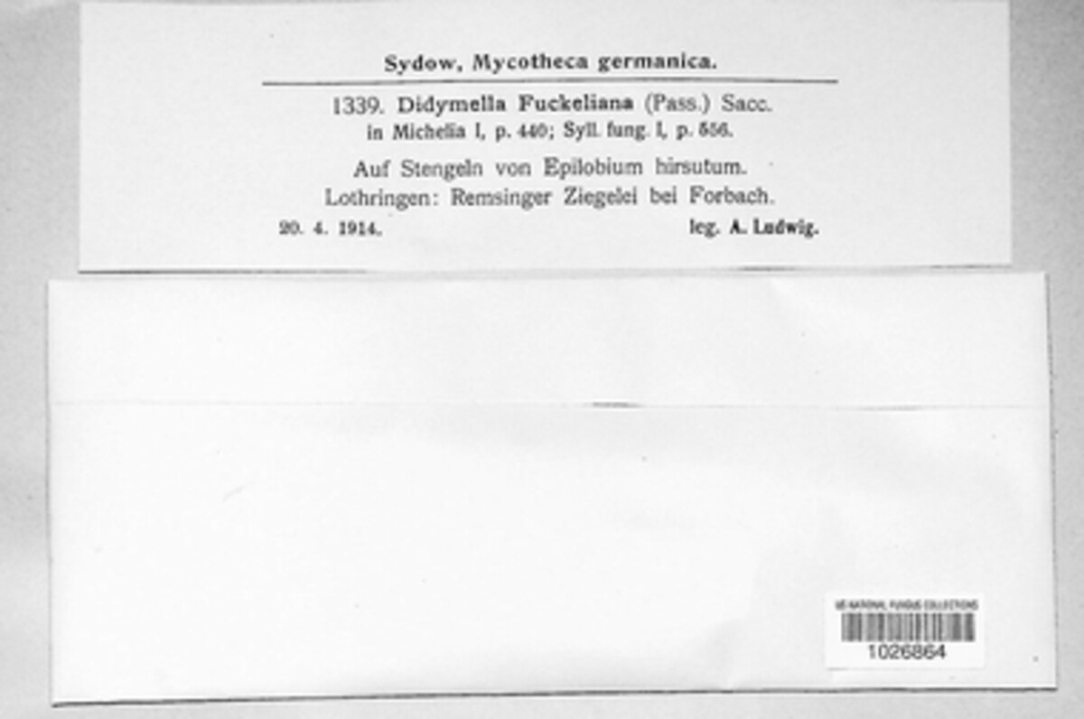Seimatosporium tostum image